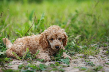 Red toy poodle puppy