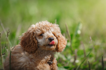 Red toy poodle puppy