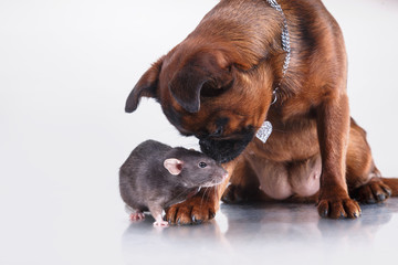 Dog breed Griffon Brabanson and gray Rat