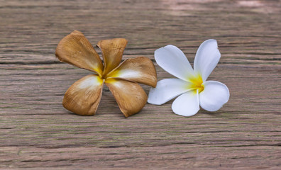 Fototapeta na wymiar Plumeria or Leelawadee or Lantom flower compare fresh and old