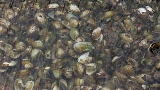 Mussels Barnacles Under the Water as a Background