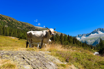 Fototapeta na wymiar White and Brown Cow in High Mountain. Brown and white cow standing in alpine landscape. National Park of Adamello Brenta. Trentino Alto Adige, Italy