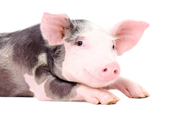 Portrait of the cute little pig