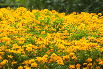 Beautiful flower in garden