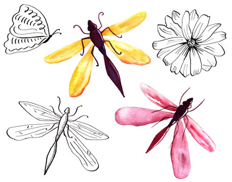 A set of watercolour drawings: a butterfly, some dragonflies and a flower