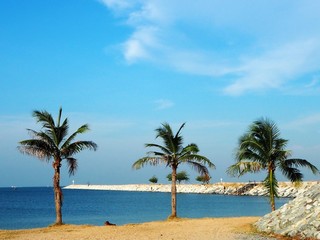 Fototapeta na wymiar Coconut palm at seaside.