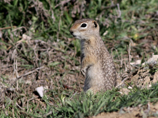 Naklejka na ściany i meble Washington Ground Squirrel - Urocitellus washingtoni