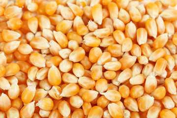 Dried corn grains background, close up