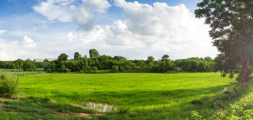 green rice field with blue sky