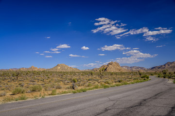 Joshua Tree National Park