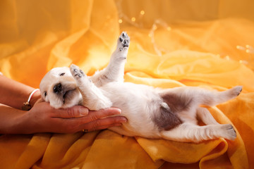 Golden retriever puppy