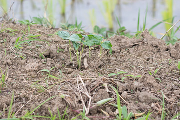 seedling nut
