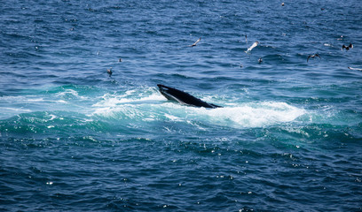 Cape Cod Lunge Feeding