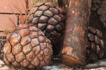 close-up of beautiful pine cones wet on a rainy day