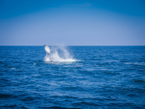 Cape Cod Tail Splashing
