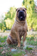 Chinese Shar Pei dog sitting on the grass and looking