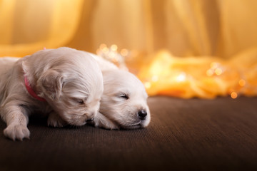 Golden retriever puppy