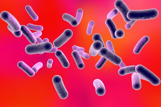 Microscopic illustration of bacteria, model of bacteria, realistic illustration of microbes, Escherichia coli, Klebsiella, Salmonella, Clostridium, Pseudomonas, Mycobacterium, Shigella, Legionella