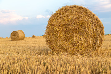 Bales of straw on a yellow field