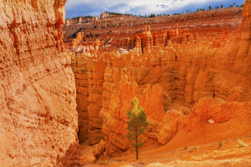 Hoodoos Tree Bryce Point Bryce Canyon National Park Utah