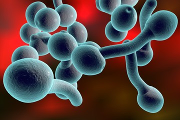 Digital illustration of fungi Candida albicans which cause candidiasis. Pathological fungus or yeast. Microscopic view. Medical background. Healthcare background © Dr_Microbe