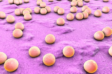 Spherical bacteria on the surface of skin or mucous membrane, model of staphylococcus or streptococcus, model of microbes, bacteria simulating electron microscope, pyogenic bacteria