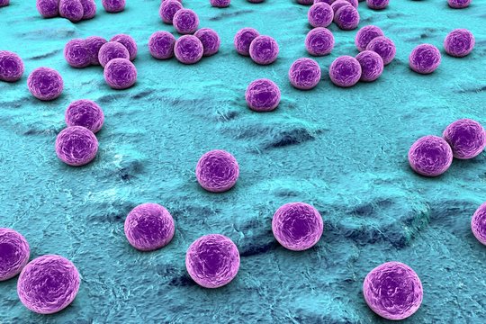 Spherical bacteria on the surface of skin or mucous membrane, model of staphylococcus or streptococcus, model of microbes, bacteria simulating electron microscope, pyogenic bacteria