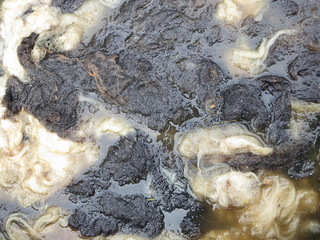 Waschen von Schafwolle