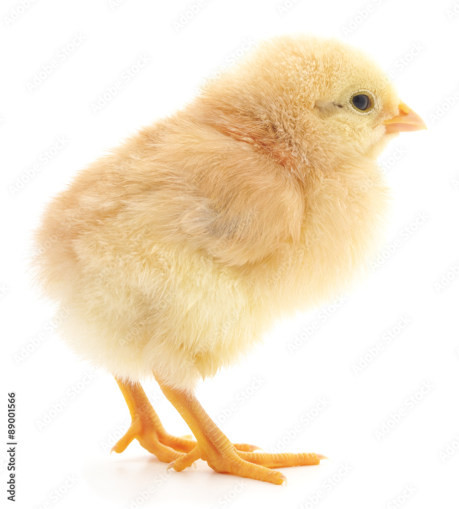 Poster Baby chicken.