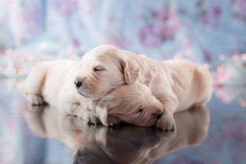 Golden retriever puppy