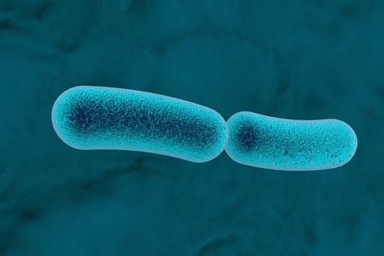 Diplobacilli Images – Browse 29 Stock Photos, Vectors, and Video | Adobe  Stock