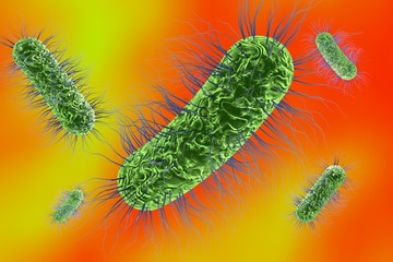 Fototapeta premium Microscopic view of Escherichia coli, Salmonella, enteric bacteria on colorful background, model of bacteria which cause diarrhea, illustration of microbe, microorganisms, rod-shaped bacteria