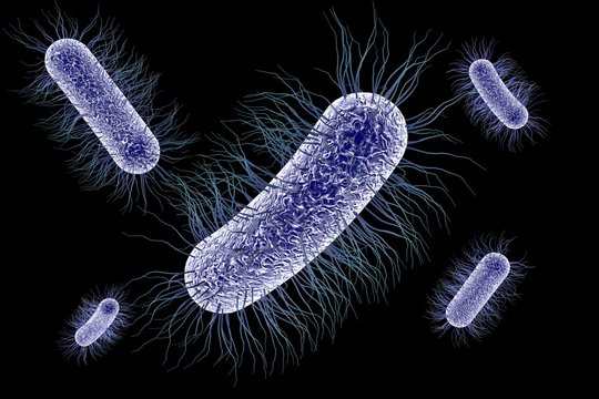 Microscopic view of Escherichia coli, Salmonella, enteric bacteria isolated on black background, model of bacteria which cause diarrhea, illustration of microbe, microorganisms, rod-shaped bacteria