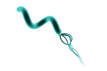 Digital illustration of Helicobacter pylori, bacterium which causes gastric and duodenal ulcer on colorful background