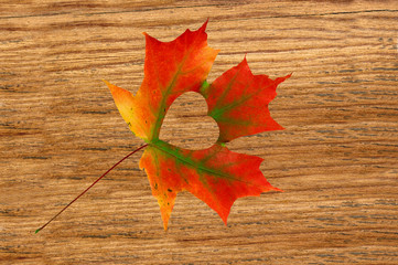Naklejka na ściany i meble Fall In Love Photo Metaphor. Red Maple Leaf With Heart Shaped Ho