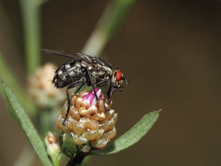 The hairy fly on the flower.