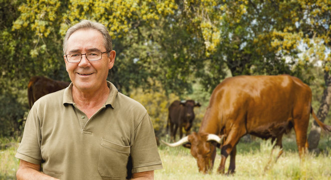 Cattle Rancher Portrait. Brown Cows In The Background.