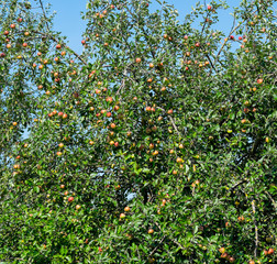Niederstamm Apfelbaum