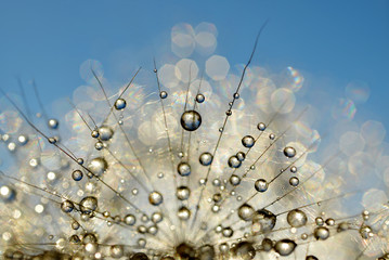 Dewy dandelion flower close up