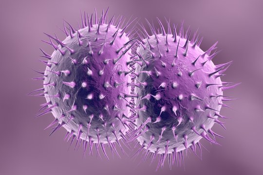 Digital illustration of bacteria Neisseria gonorrhoeae or Neisseria meningitidis, gonococcus and meningococcus on colorful background; closeup view