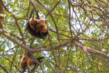 Flying foxes hanging on a tree.