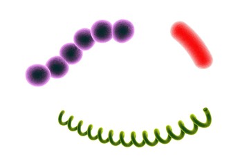 Bacteria of different shapes. Spherical bacteria (cocci), rod shaped bacteria, spiral bacteria. Streptococci, Escherichia coli, Treponema pallidum isolated on white background