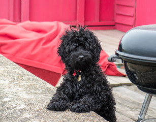 A cute black fluffy dog (with some poodle breeding) looking at camera