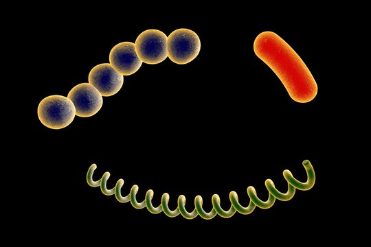 Bacteria of different shapes. Spherical bacteria (cocci), rod shaped bacteria, spiral bacteria. Streptococci, Escherichia coli, Treponema pallidum