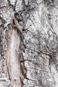 lizard hiding on the trunk of a tree.