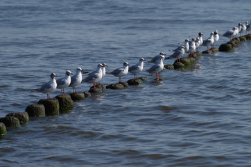 Möwen auf Buhnen am Meer