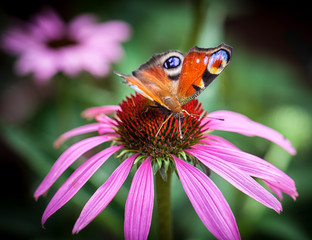 Peacock butterfly