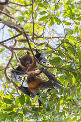 Flying foxes hanging and fighting on a tree.