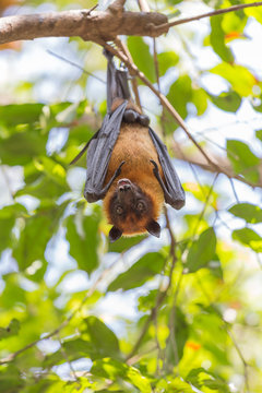 Flying foxes hanging on a tree.