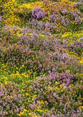 Heather background with many colours